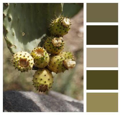 Prickly Pear Cactus Fruit Fruit Image